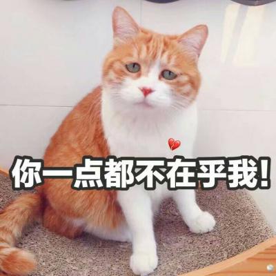 吸引人的卖萌动物带字头像可爱猫咪 没心没肺才不会撕心裂肺