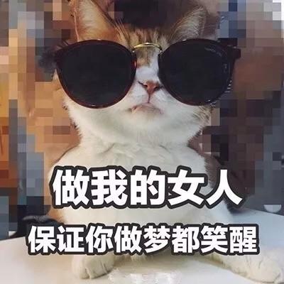 最特别搞笑的猫咪头像带文字 百口难辩的时候才懂得人言可畏