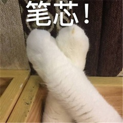 超萌猫咪表情包带字大全 萌化了的猫咪表情包