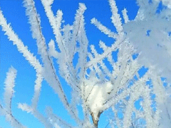 晒雪景的心情说说带图片 下雪天微信说说配图