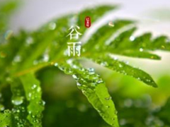 2022谷雨节气微信心情说说 谷雨节气适合发朋友圈的祝福语说说