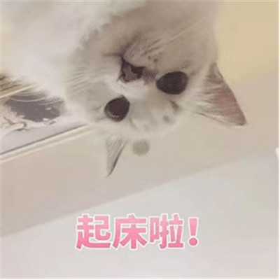 猫咪起床表情包可爱图片 猫咪围观你起床表情包