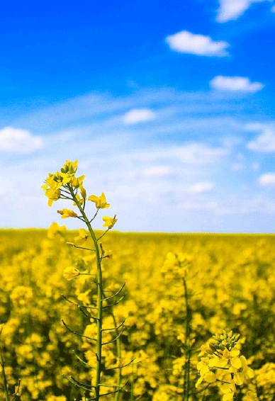 油菜花唯美高清壁纸 蓝天白云油菜花手机壁纸