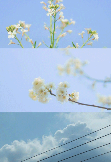 春天手机壁纸小清新 好看的风景拼接壁纸图片