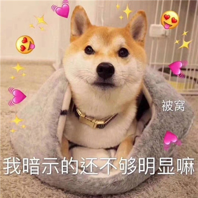 精选小柴犬的可爱聊天表情包 是我暗示的还不够明显吗