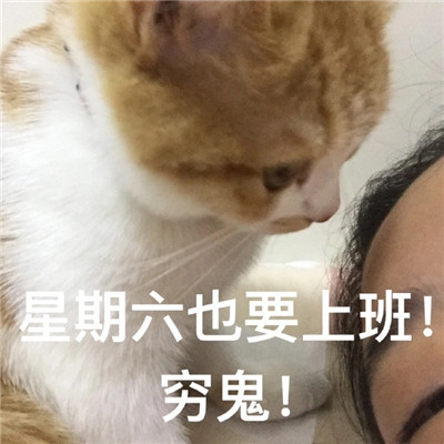 2022超级火很热门的猫咪聊天表情 有什么八卦让我听听微信表情