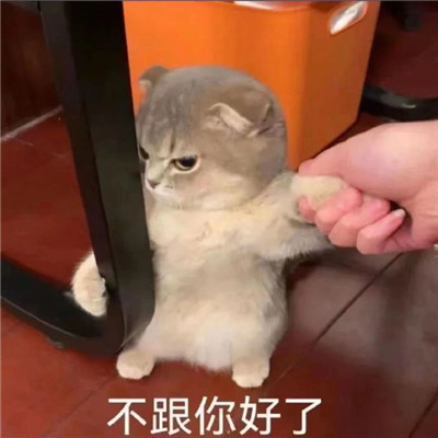 很有趣的发给对象的猫咪带字表情 要不咋们两吵一架吧