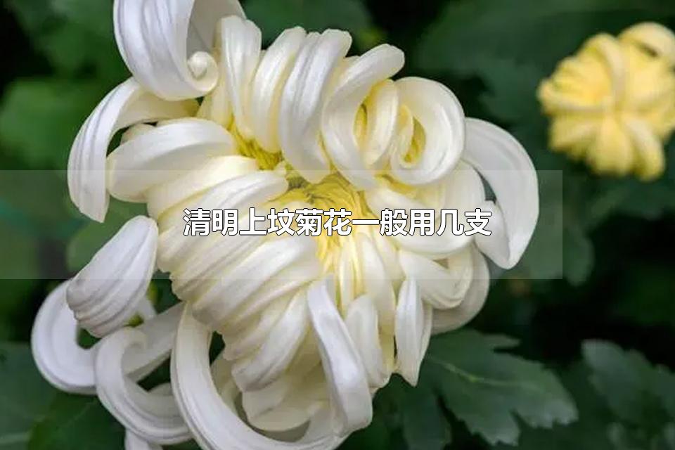 清明上坟菊花一般用几支 扫墓9朵菊花代表什么