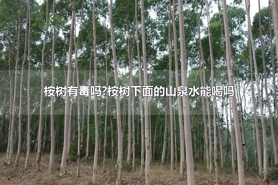 桉树有毒吗?桉树下面的山泉水能喝吗 桉树有什么作用