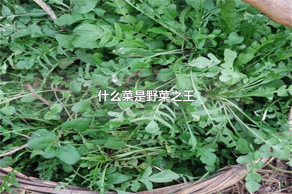 什么菜是野菜之王 野菜有哪些